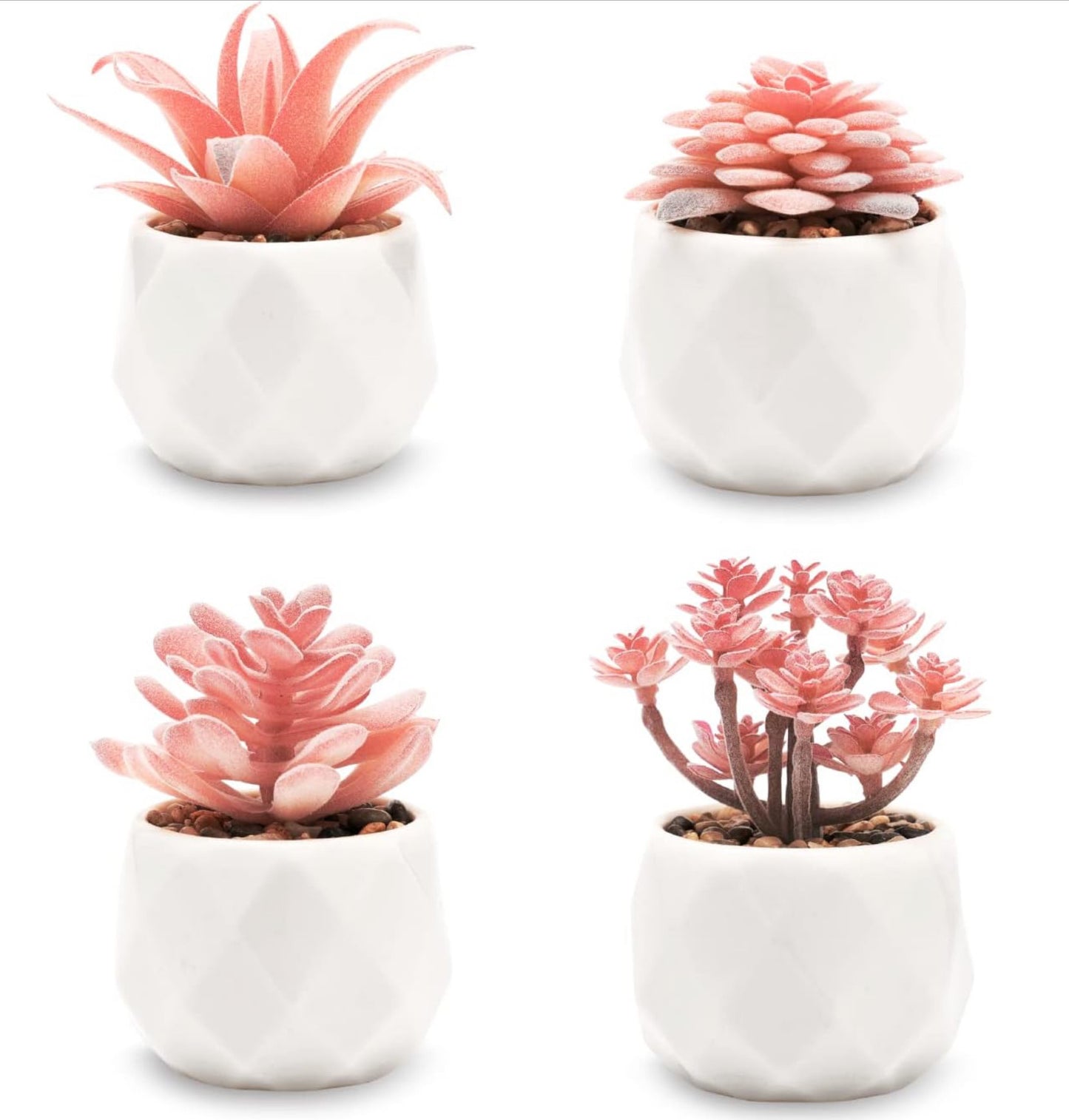 Pink Realistic Succulent Plants