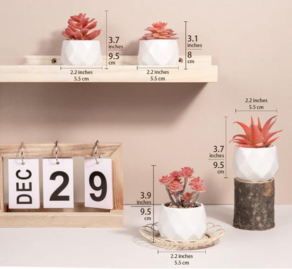 Pink Realistic Succulent Plants